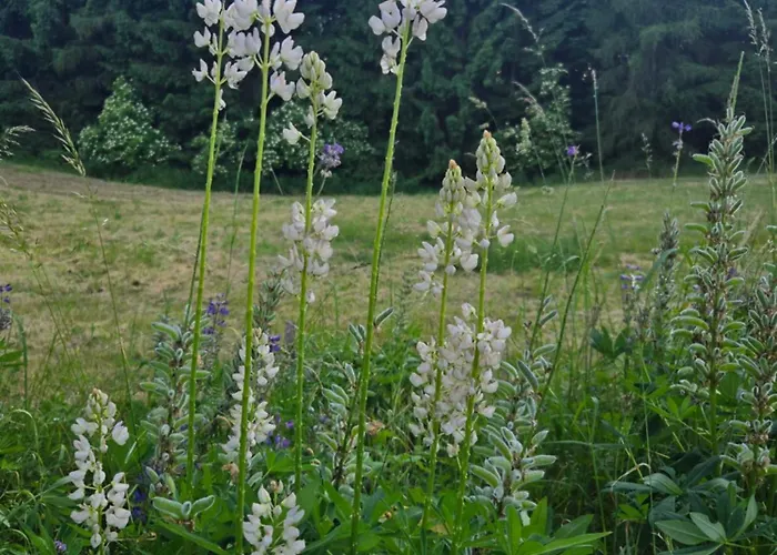 Hillside Skalka (Prostejov)